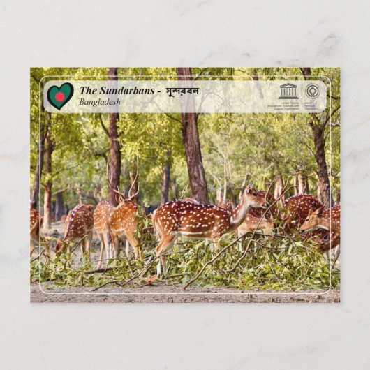 UNESCO WH- Die Sundarbans Postkarte (Vorderseite)
