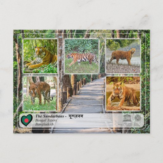 UNESCO WH- Die Sundarbans Postkarte (Vorderseite)