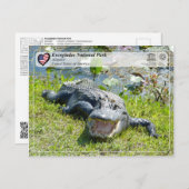 UNESCO WH- Everglades National Park - Alligator Postkarte (Vorne/Hinten)