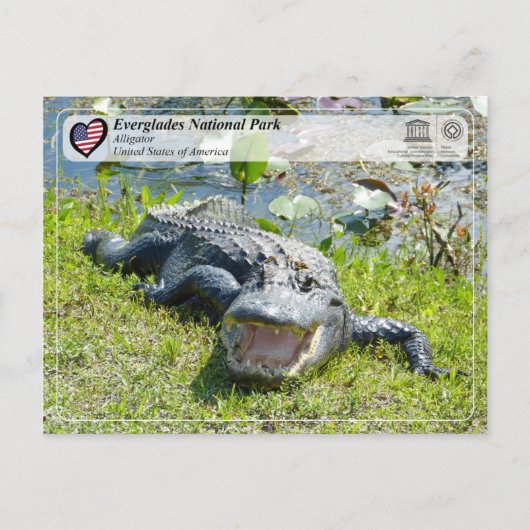 UNESCO WH- Everglades National Park - Alligator Postkarte (Vorderseite)