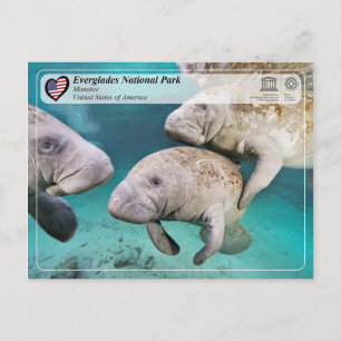 UNESCO WH- Everglades National Park - Manatee Postkarte
