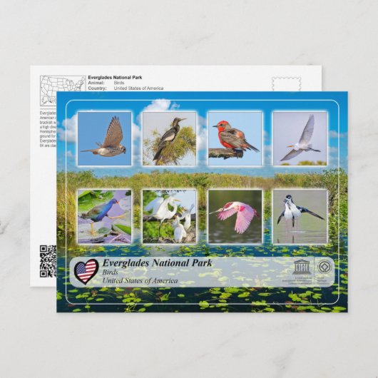 UNESCO WH- Everglades National Park - Vögel Postkarte (Vorne/Hinten)