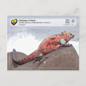 UNESCO WH- Galápagos-Inseln - Marine Iguana Postkarte (Vorderseite)