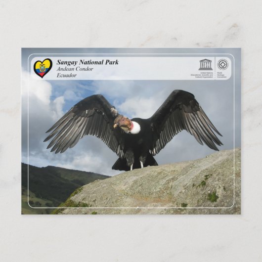 UNESCO WH- Sangay National Park - Andean Condor Postkarte (Vorderseite)