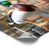 "Unflappable Duck" Art Poster Print Katty Pulsar (Ecke)