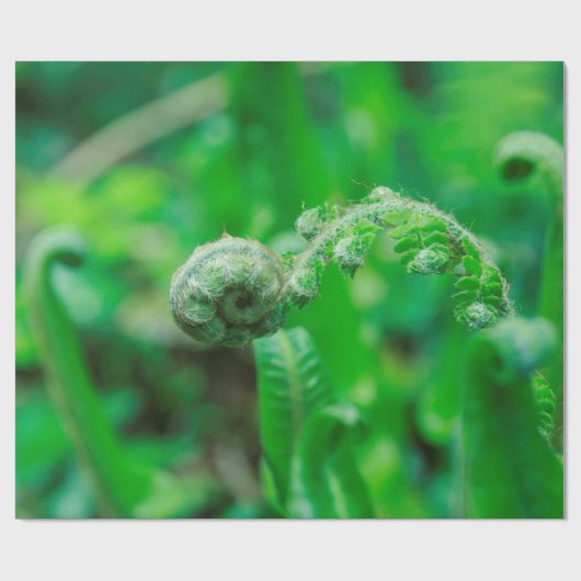 Unfurling Farne Geschenkpapier (Flach)