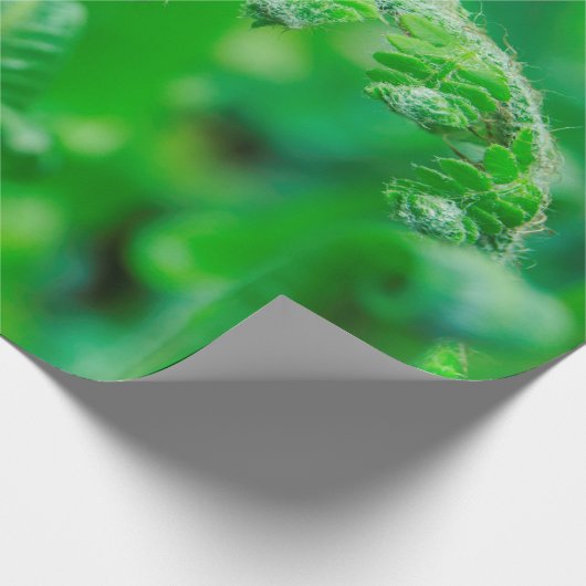 Unfurling Farne Geschenkpapier (Ecke)