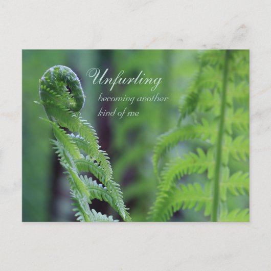 Unfurling fern leaf CC0191 Nature nah-up Foto Postkarte (Vorderseite)