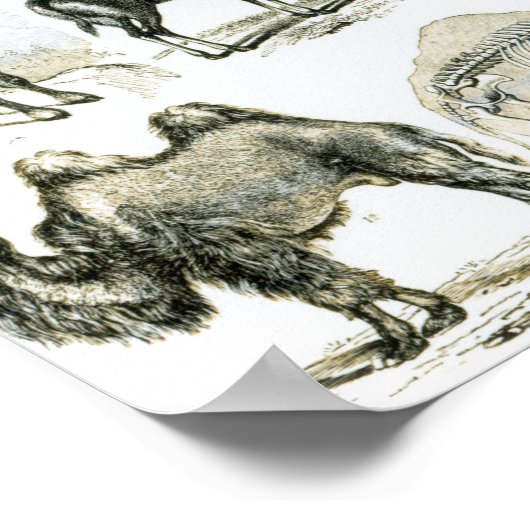 Ungalata oder Haustiere Poster (Ecke)