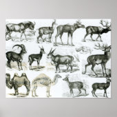 Ungalata oder Haustiere Poster (Vorne)