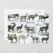 Ungalata oder Haustiere Postkarte (Vorne/Hinten)