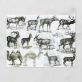 Ungalata oder Haustiere Postkarte (Vorderseite)