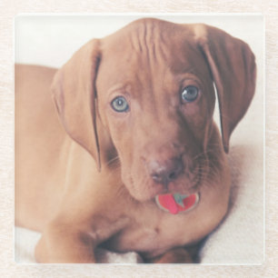 Ungar Vizsla Welpe Glasuntersetzer