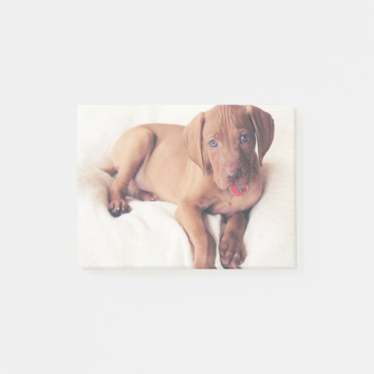 Ungar Vizsla Welpe Post-it Klebezettel (Vorderseite)
