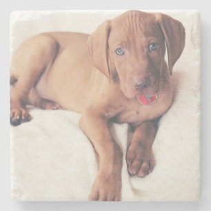 Ungar Vizsla Welpe Steinuntersetzer