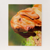 Ungarisch Vizla Dog Jigsaws. Puzzle (Vertikal)