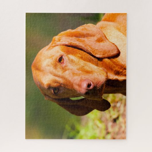Ungarisch Vizla Dog Jigsaws. Puzzle (Vertikal)