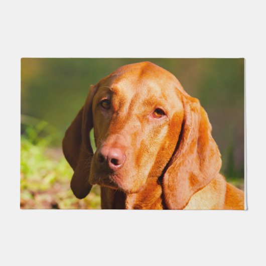 Ungarisch Vizla. Fußmatte (Vorderseite)