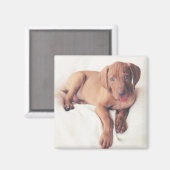 Ungarisch Vizsla Puppy Magnet (Vorderseite/Rückseite)