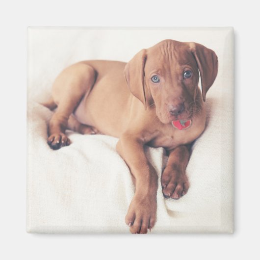 Ungarisch Vizsla Puppy Magnet (Vorne)