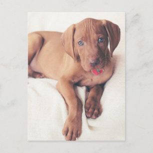 Ungarisch Vizsla Puppy Postkarte