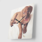 Ungarisch Vizsla Puppy Quadratische Wanduhr (Winkel)