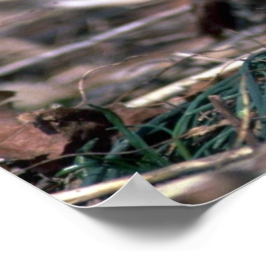 Ungarische Pertridge Poster (Ecke)