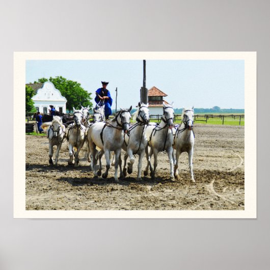 Ungarisches Pferd Poster (Vorne)