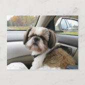 Ungeduldiger Fluggast Postkarte (Vorderseite)