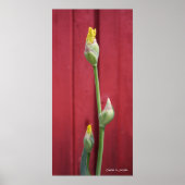 Ungeöffnet - gelb poster (Vorne)