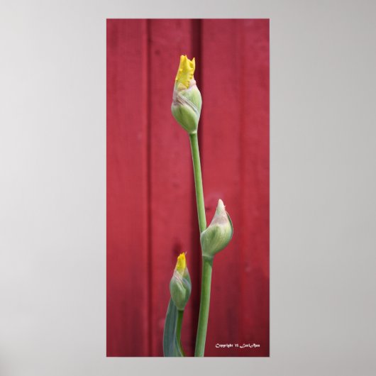 Ungeöffnet - gelb poster (Vorne)