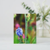 Ungeöffnete Chicorée Postkarte (Stehend Vorderseite)