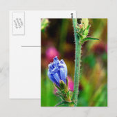 Ungeöffnete Chicorée Postkarte (Vorne/Hinten)