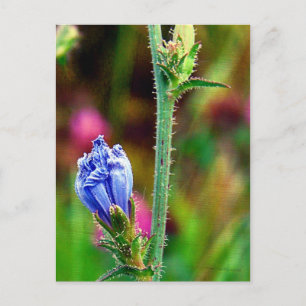 Ungeöffnete Chicorée Postkarte