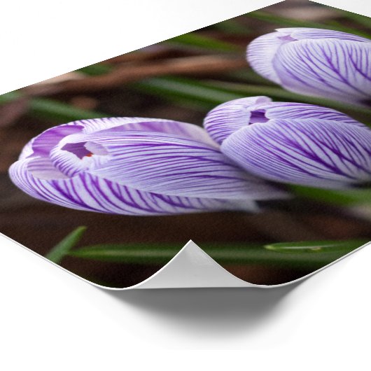 Ungeöffnete Kreuze Poster (Ecke)