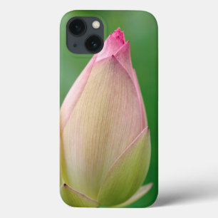 Ungeöffnete Seerosenknolle, Durban Botanical iPhone 13 Hülle