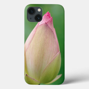 Ungeöffnete Seerosenknolle, Durban Botanical iPhone 13 Hülle