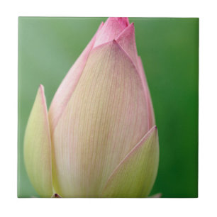 Ungeöffnete Seerosenknolle, Durban Botanical Fliese