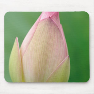 Ungeöffnete Seerosenknolle, Durban Botanical Mousepad