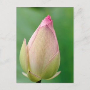 Ungeöffnete Seerosenknolle, Durban Botanical Postkarte