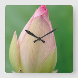 Ungeöffnete Seerosenknolle, Durban Botanical Quadratische Wanduhr