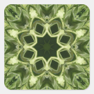 Ungeöffnete Sonnenblume Quadratischer Aufkleber