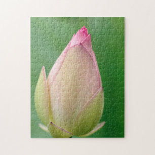 Ungeöffnetes Wasserlily Bulb, botanischer Durban Puzzle