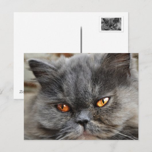 Ungestörte Katze Postkarte (Vorne/Hinten)