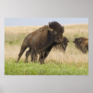 Ungestümer junger Bison-Bulle im Tallgrass Poster