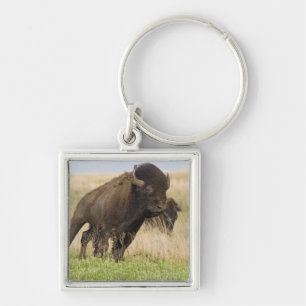 Ungestümer junger Bisonbulle im Tallgrass Schlüsselanhänger