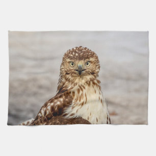 Ungetarnter Rotschwanzfalken auf dem Boden Küchentuch