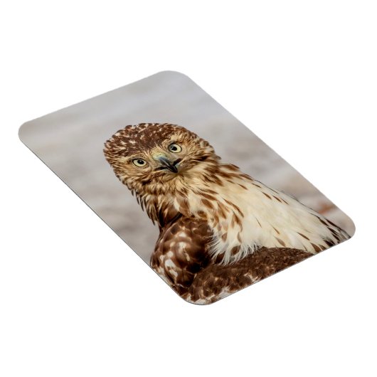 Ungetarnter Rotschwanzfalken auf dem Boden Magnet (Rechte Seite)