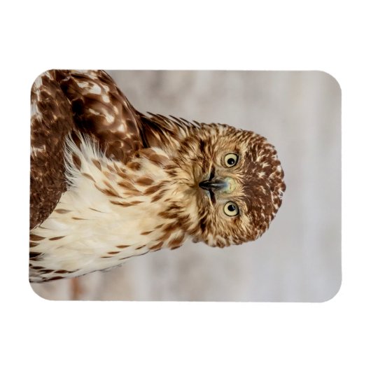 Ungetarnter Rotschwanzfalken auf dem Boden Magnet (Horizontal)