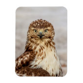 Ungetarnter Rotschwanzfalken auf dem Boden Magnet (Vertikal)